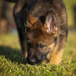 German Shepherd Puppies from Sommerfeld German Shepherds