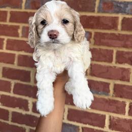 Frost - Buff and white male Cockapoo puppy in Mobile, Alabama from Ace of Spades Yorkies