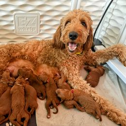 Goldendoodle Puppies from Doodle Darlings