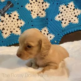 Dachshund and Miniature Schnauzer Puppies from The Bossy Doxie Farm
