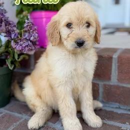Tiana - Parti female Goldendoodle puppy in Greenville, North Carolina from ENC Goldendoodles
