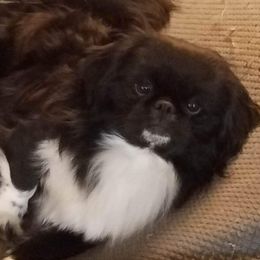 Chaz - Pekingese