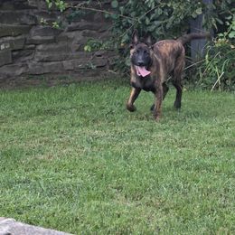 Dutch Shepherd Puppies from Acadia CanineTM