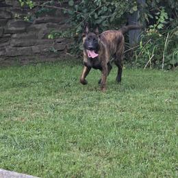 Dutch Shepherd Puppies from Acadia CanineTM