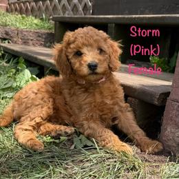 Storm - Red  female Goldendoodle puppy in De Pere, Wisconsin from Kinzor Kennels