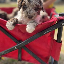 Labradoodle Puppies from The Lovadoodles of Texas