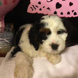 Cavalier King Charles Spaniel, Cavapoo, Maltipoo, and Poodle Puppies from Lainy's Puppies