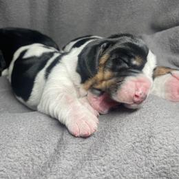 Cyra - Black brown and white female Basset Hound puppy in Idaho Falls, Idaho from Peach Blossom Bassets