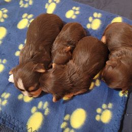Yorkshire Terrier Puppies from 3Hpartiyorkies