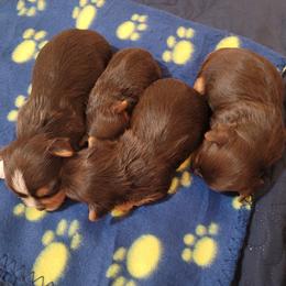 Yorkshire Terrier Puppies from 3Hpartiyorkies