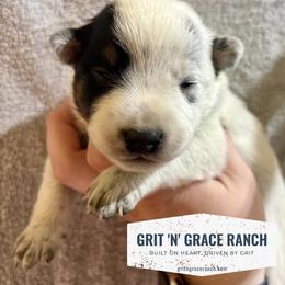 Iris - Blue speckled female Australian Cattle Dog puppy in Atwood, Kansas from Grit ‘n’ Grace Ranch