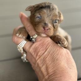 Maltipoo puppies from Imperial Dogs