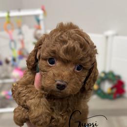 Bernedoodle, Cavalier King Charles Spaniel, Cavapoo, Goldendoodle, and Poodle Puppies from Gypsi Doodles & Poodles LLC.