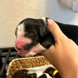White collar - Tri-color female Bernedoodle puppy in Marlow, Oklahoma from Crider’s Critters