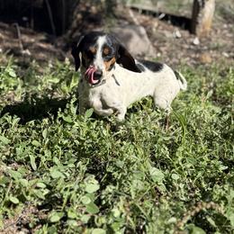 Minnie long mouse - Piebald female Dachshund puppy in New Mexico from Long Dog Ranch