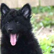 Aidan-Boy 2 - Black Mudi puppy in Omaha, Nebraska from Magik Mudi Kennel