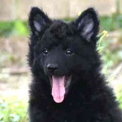 Aidan-Boy 2 - Black Mudi puppy in Omaha, Nebraska from Magik Mudi Kennel
