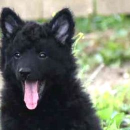 Aidan-Boy 2 - Black Mudi puppy in Omaha, Nebraska from Magik Mudi Kennel