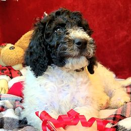 Labradoodle Puppies from 101 Labradoodles