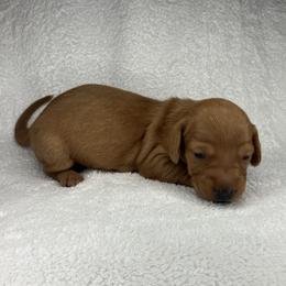 Franky - Red male Dachshund puppy in Mocksville, North Carolina from The Dachs of Hazzard Dachshunds
