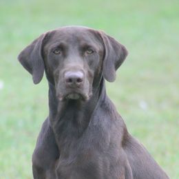 Hank - Labrador Retriever