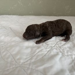 Poodle Puppies from Genesis Kinnibrugh