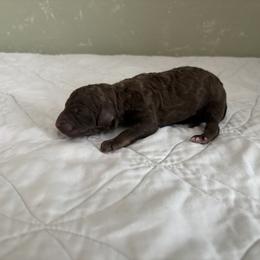 Poodle Puppies from Genesis Kinnibrugh