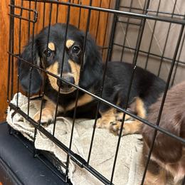 B - Black and cream male Dachshund puppy in Huntington, Texas from Wild Briar Dachshunds
