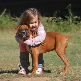 George - Fawn male Boxer puppy in Earlsboro, Oklahoma from Lieben Boxers