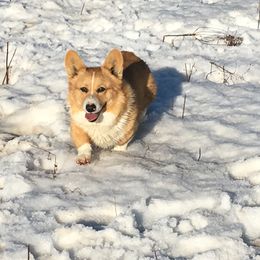 Pembroke Welsh Corgi and Poodle Puppies from Blue Diamond Kennel