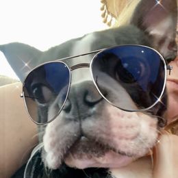Ozzy - Boston Terrier