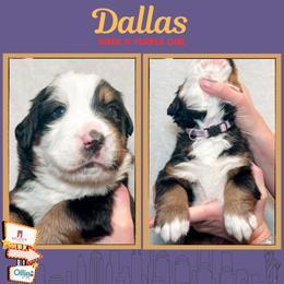 Dallas (Purple) - Black rust and white female Bernese Mountain Dog puppy in Boiling Springs, South Carolina from OlliePups, LLC