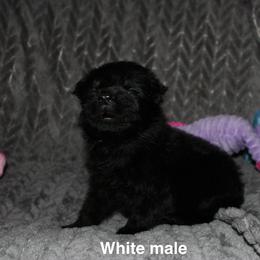 White male - Black male German Shepherd puppy in Ann Arbor, Michigan from Von Der Havier German Shepherds