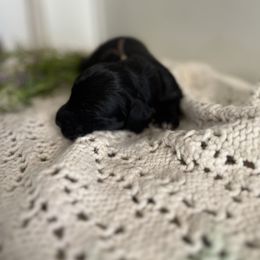 Cockapoo and Dachshund Puppies from Cochran's Cockapoo's