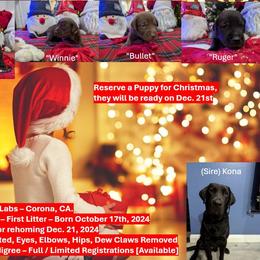 Labrador Retriever Puppies from Starfire Labradors