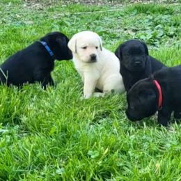 Labrador Retriever puppies from Ivyline Labradors