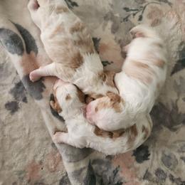 Goldendoodle puppies from Rising Star Kennels