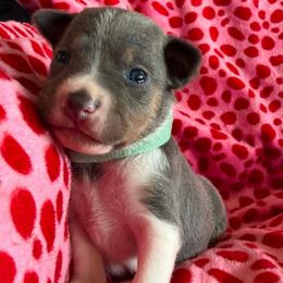 Luna - White and silver female Rat Terrier puppy in Molalla, Oregon from The Puppy Patch Rat Terriers