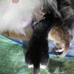 Girl 2 'Onyx' - Gray and white female Alaskan Malamute puppy in Grayson County, Virginia from River Bend Malamutes
