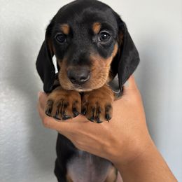 Blanton - Black and tan male Dachshund puppy in Ripon, California from Ripon Dachshunds