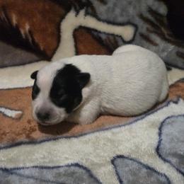 Boy 2 - male Australian Cattle Dog puppy in Canton, Pennsylvania from DNB Heelers