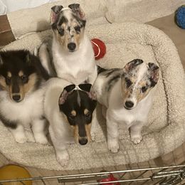 Collie Puppies from Diamund Collies