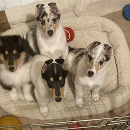 Collie Puppies from Diamund Collies