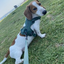 Max - Dachshund