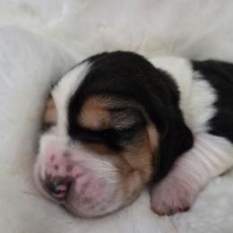 Wren - Black white and brown female Basset Hound puppy in Denison, Texas from Emma Lou's Baby Bassets
