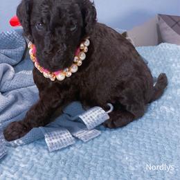 Pink - Black female Poodle puppy in Louisville, Kentucky from Borealis Poodles