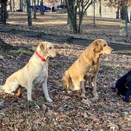 Labrador Retrievers from Blueblood British Gundogs