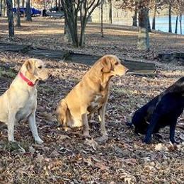 Labrador Retrievers from Blueblood British Gundogs