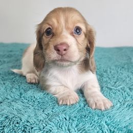 Female Piebald - Piebald female Dachshund puppy in Belle Rive, Illinois from Akin's Miniature Dachshunds, LLC
