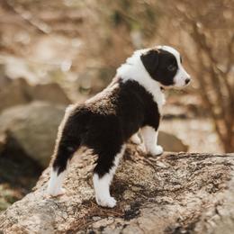 Old Time Scotch Collie Puppies from The Fiddlesticks Farm